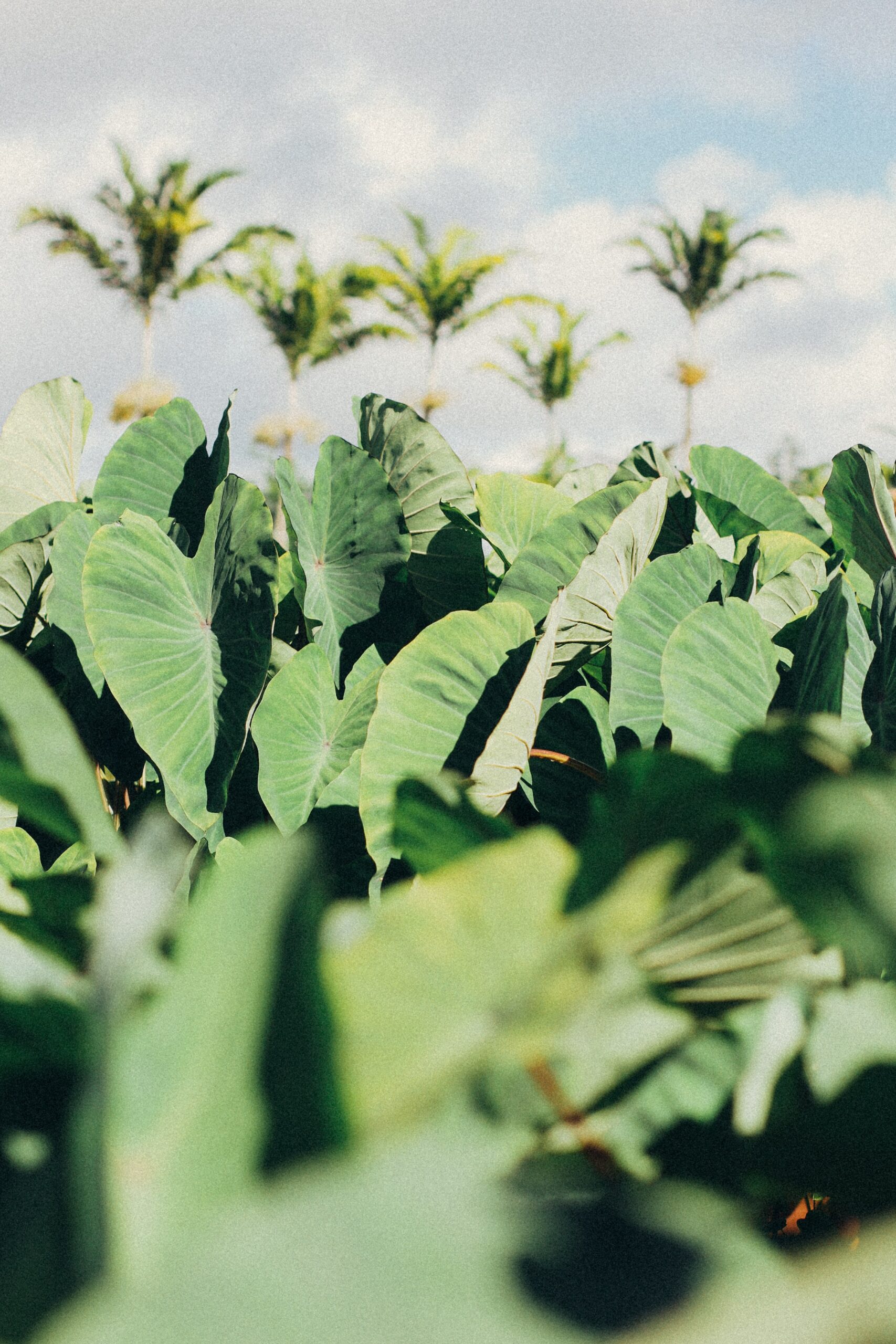 Ola Pono Counseling, Group Therapy Near me Bango Polynesian Therapist Polynesian Therapist near me Provo, Therapist of color near me ProvoTherapy, Anxiety, Taro Leaf